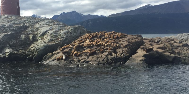 Ushuaia Seals